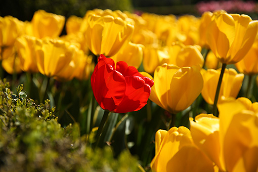 Belgique: fleurs dans le château de Grand-Bigard