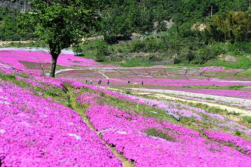 Une mer de fleurs dans l'est de la Chine