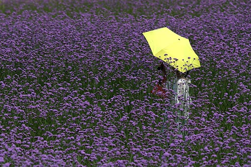 Paysage d'un champ de verveine dans le sud de la Chine