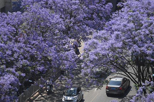 Chine : floraison de jacarandas &agrave; Kunming