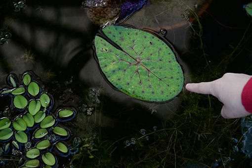 Le Jardin botanique de Zagreb en Croatie