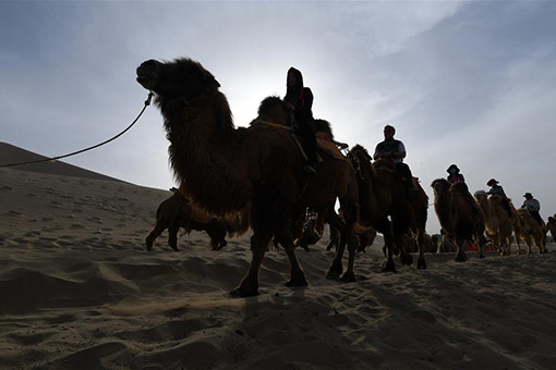 Chine: visiteurs &agrave; dos de chameau &agrave; Dunhuang