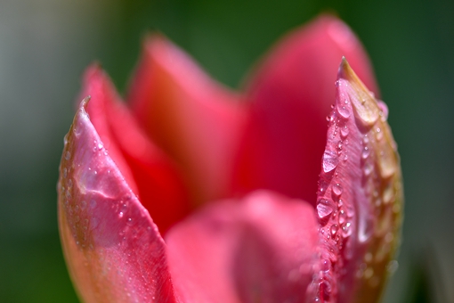 Tulipes dans le nord-est de la Chine