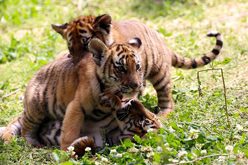 Des b&eacute;b&eacute;s tigres de Chine m&eacute;ridionale au Henan