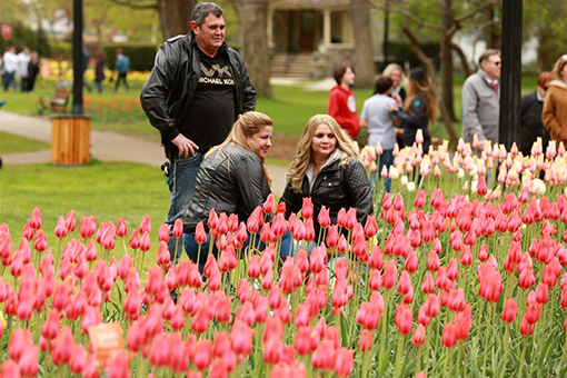 Un festival de tulipes aux Etats-Unis