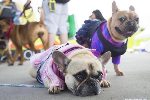 Festival des chiens de Woofstock à Toronto