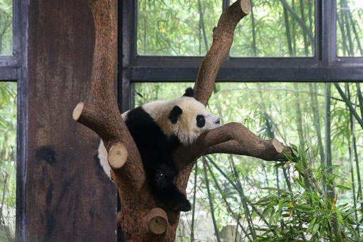 Chine: un adorable bébé panda géant à Shanghai