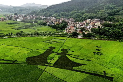 Chine: dessin végétal dans un village du Guangdong