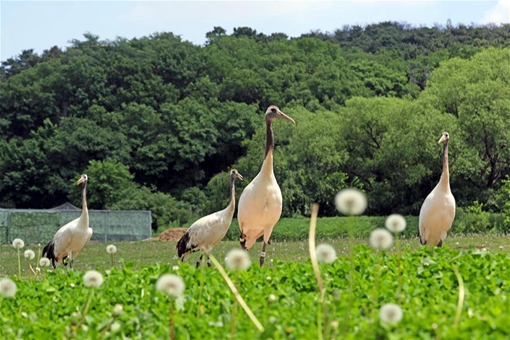 Grues &agrave; couronne rouge dans le nord-est de la Chine