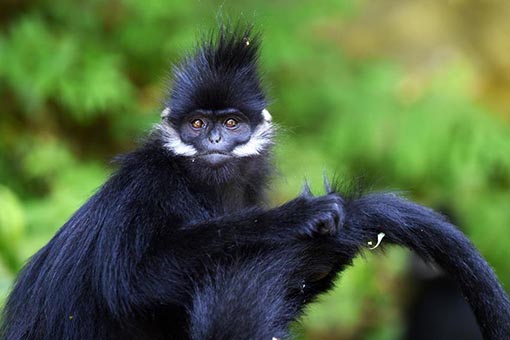 Semnopith&egrave;ques de Fran&ccedil;ois en Chine