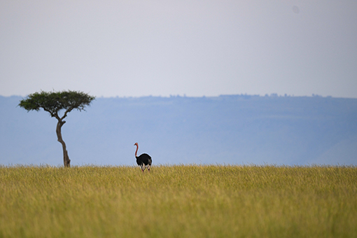 La R&eacute;serve nationale du Masai Mara au Kenya