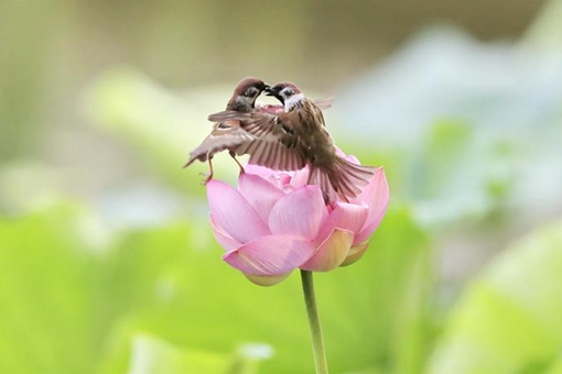 Moineaux et lotus dans un parc de Beijing