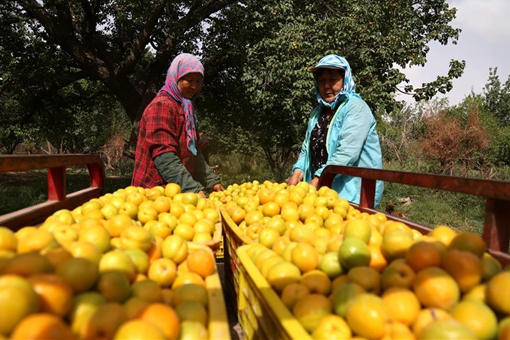 Cueillette des abricots dans le nord-ouest de la Chine