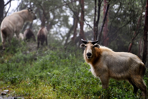 Takins dans le nord-ouest de la Chine