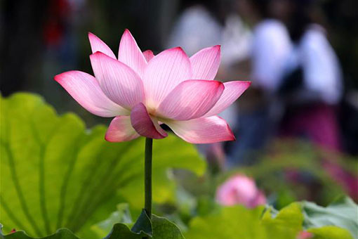 Chine: fleurs de lotus dans l'est