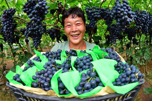 Récolte des raisins dans le nord de la Chine