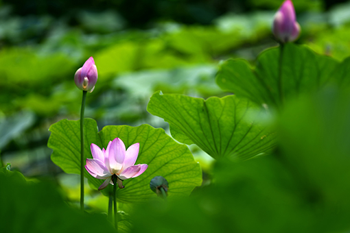 Fleurs de lotus dans le nord de la Chine