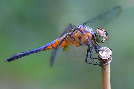 EN IMAGES: libellule en Inde