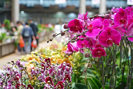 Chine : un marché aux fleurs au Yunnan