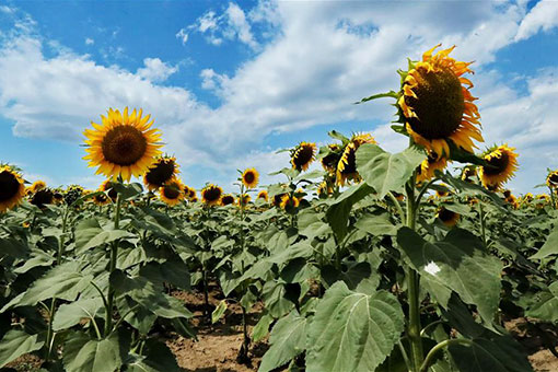 Ukraine: paysage de champs de tournesols à Odessa