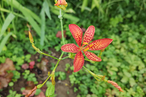 Chine: paysage après une pluie dans un parc à Beijing