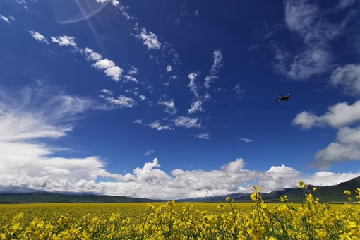 Fleurs de colza dans le nord-ouest de la Chine