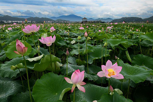 Fleurs de lotus dans le sud-est de la Chine