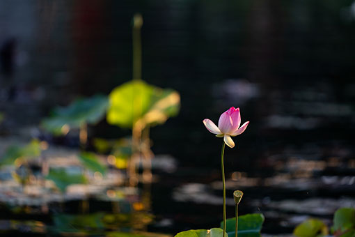 Etats-Unis: un festival de lotus à Los Angeles