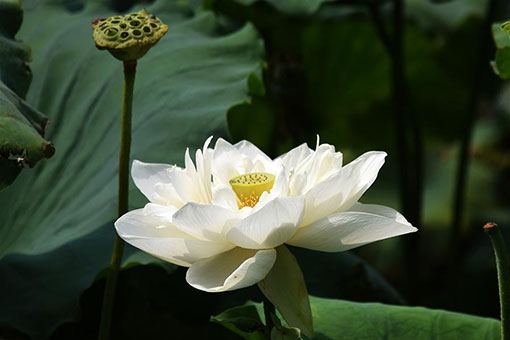 Chine: fleurs de lotus à Jinan