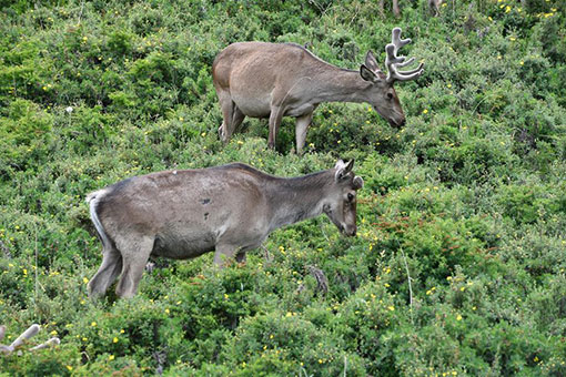 Chine : cerfs communs dans le nord-ouest