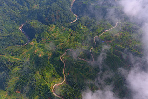 Chine: champs en terrasses au Guangxi