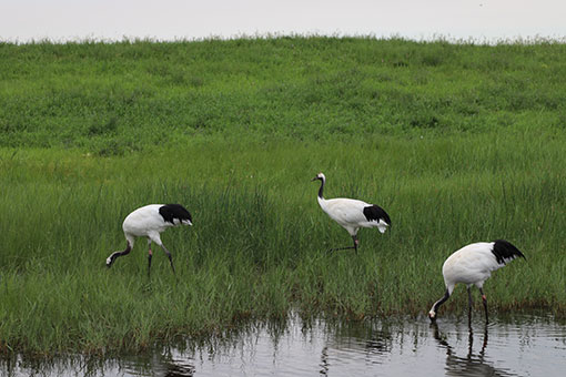 Grues à couronne rouge dans le nord-est de la Chine