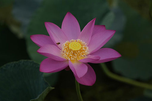 Chine: fleurs de lotus au Hebei