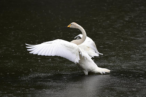 Des animaux se rafraîchissent dans le nord-est de la Chine