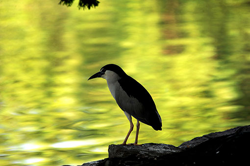 Chine: oiseaux au Zoo de Shanghai