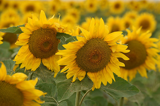 Chine: tournesols épanouis au Gansu