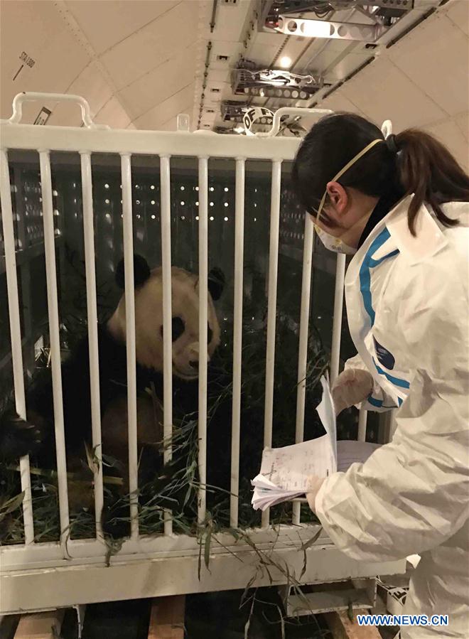Le panda géant Bao Bao arrive à Chengdu