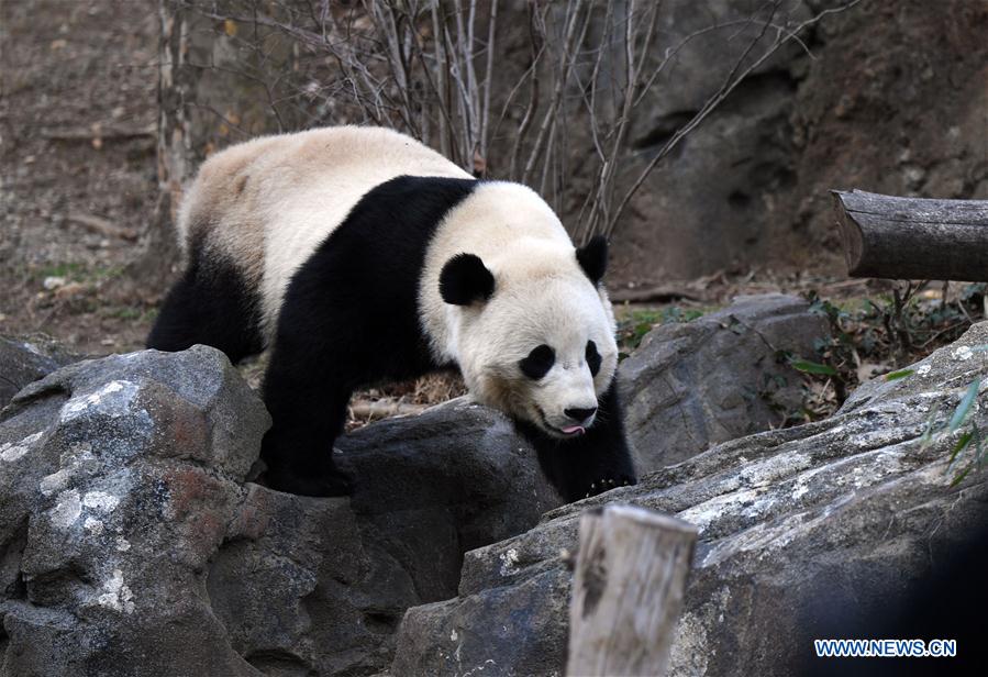 Etats-Unis : départ du panda géant Bao Bao pour la Chine