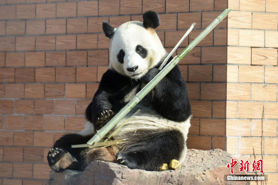 Un panda enchante les spectateurs en transformant un bambou en flte