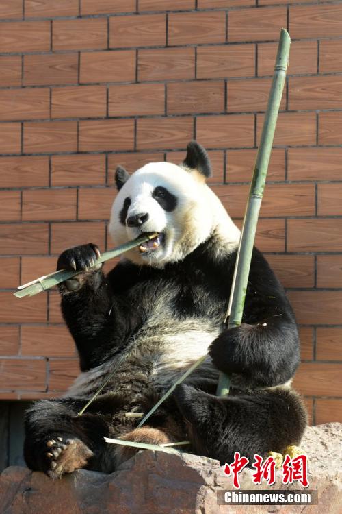 Un panda enchante les spectateurs en transformant un bambou en flte