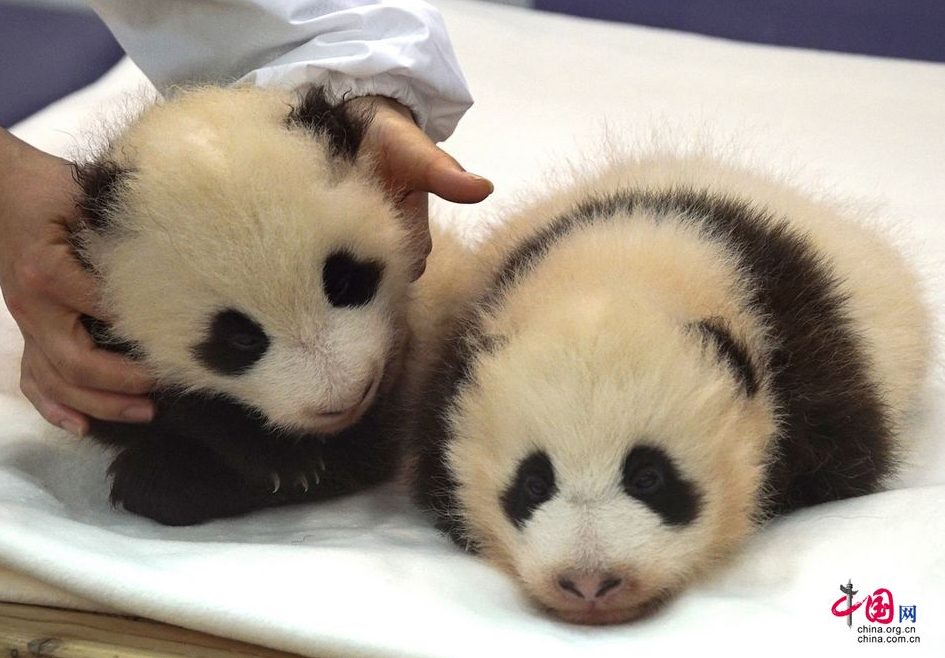 Les bbs pandas ns au Japon sont nomms Ohin et Tohin