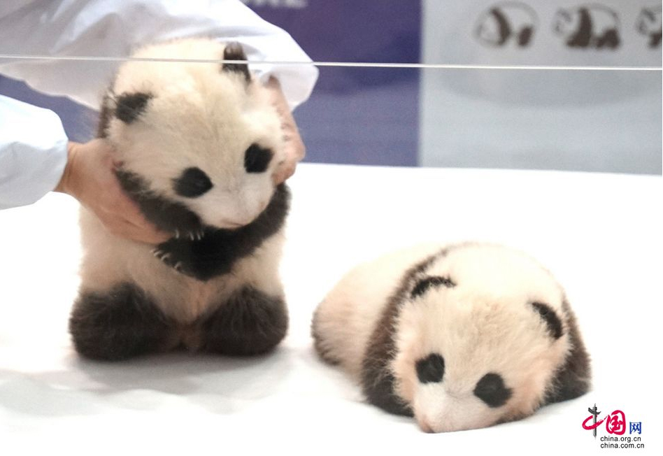 Les bbs pandas ns au Japon sont nomms Ohin et Tohin