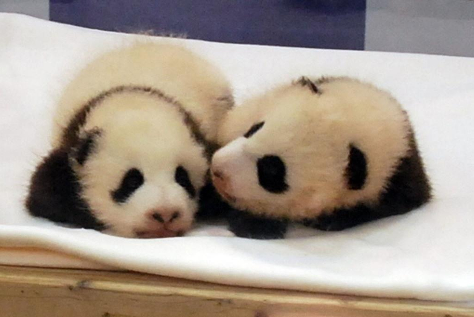 Les bbs pandas ns au Japon sont nomms Ohin et Tohin