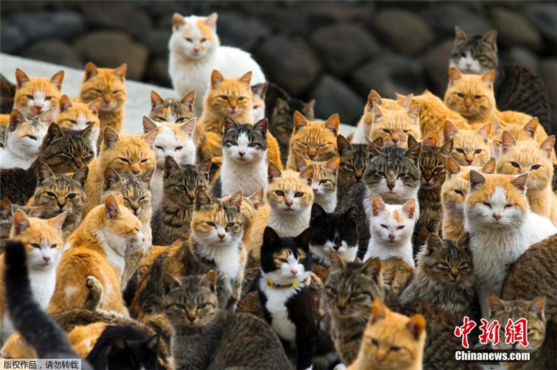 Photos : l'le aux chats au Japon