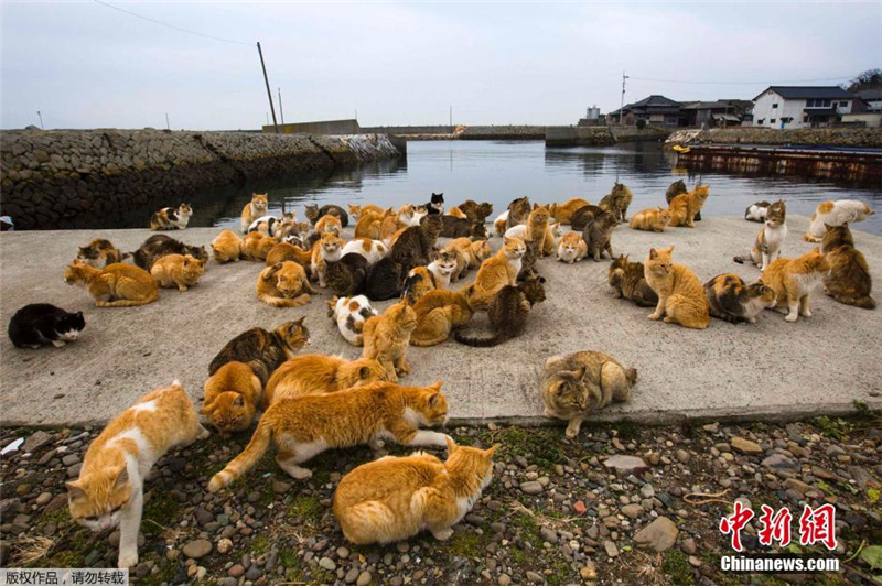 Photos : l'le aux chats au Japon
