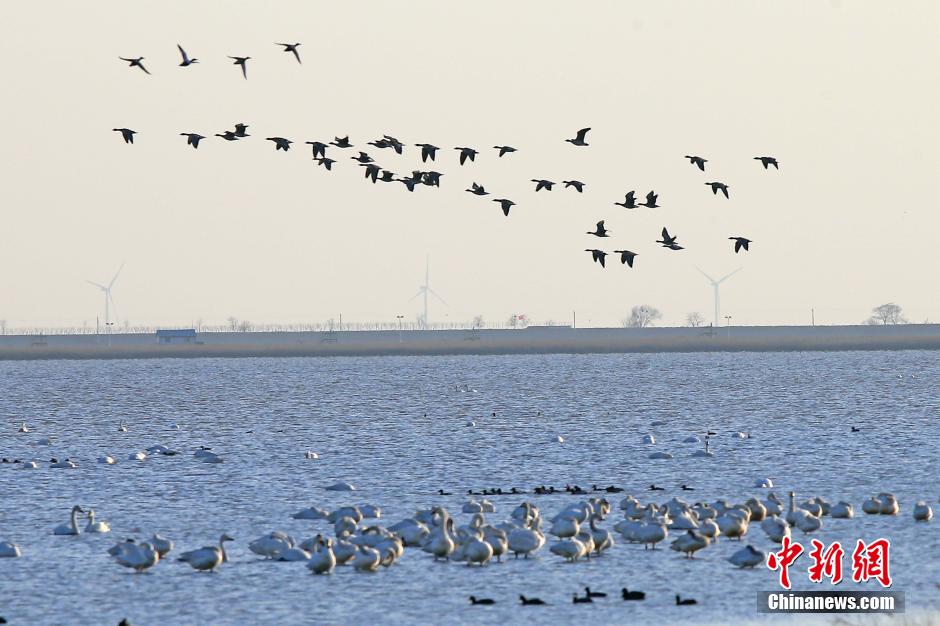 La grande migration des oiseaux vers Tianjin