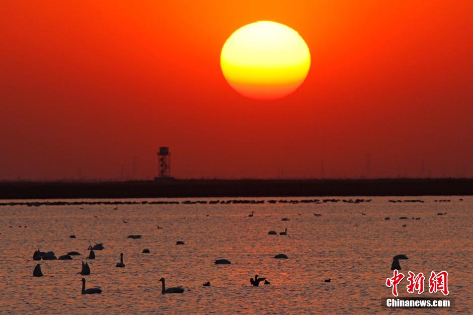 La grande migration des oiseaux vers Tianjin