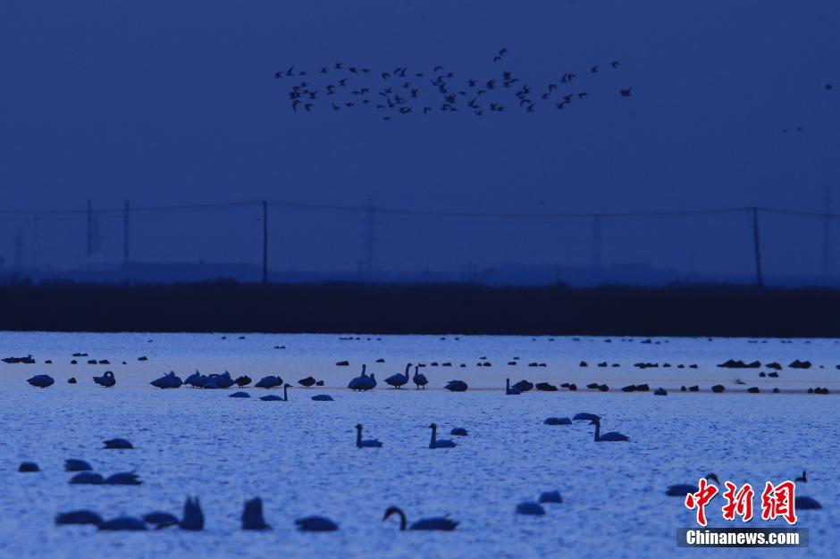 La grande migration des oiseaux vers Tianjin