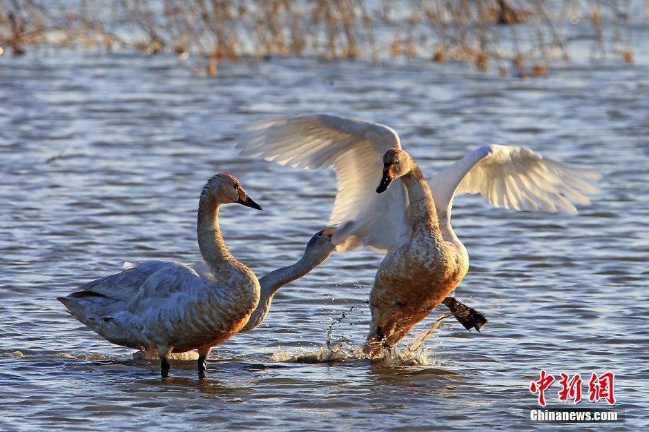 La grande migration des oiseaux vers Tianjin