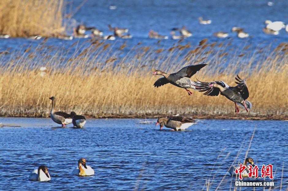 La grande migration des oiseaux vers Tianjin